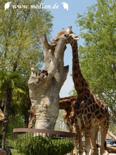 Safari Park & Zoo
